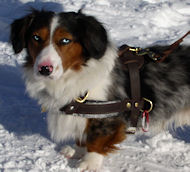 Cardigan Welsh Corgi dog harness, walking leather dog harness Cardigan Welsh Corgi dog harness, walking leather dog harness