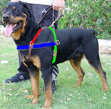 rottweiler dog harness 