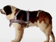 Saint Bernard tracking/Pulling Leather Dog Harness Saint Bernard tracking/Pulling Leather Dog Harness