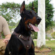 Agitation/Protection Leather Dog Harness for doberman pinscher Agitation/Protection Leather Dog Harness for doberman pinscher