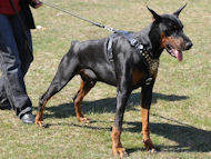 Doberman Royal Dog Harness - Exclusive Design Leather Harness Doberman Royal Dog Harness - Exclusive Design Leather Harness