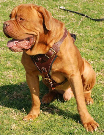 dogue de bordeaux cross pitbull. dogue de bordeaux dog harness