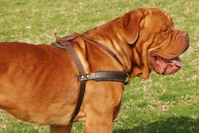 dogue de bordeaux. for your dog and to absorb