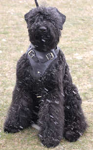Agitation/Protection Leather Dog Harness- black russian terrier