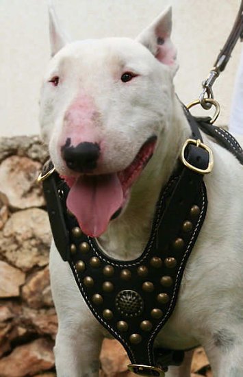 Best collar for hot sale english bull terrier