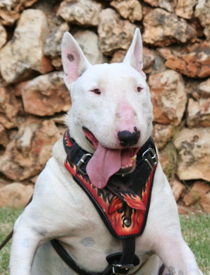 Bull Tterrier Deluxe dog harness Hand painted harness Harnesses for All Breeds Dog harness Leather dog harnesses nylon dog harness spiked dog harnesses padded dog harness custom dog harnesses Best do...