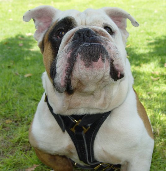 Custom english hot sale bulldog harness