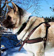 Akita Pulling/Tracking Leather Dog 【Harness-Husky】 harness : Harnesses