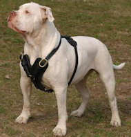 Dog harness shop for american bulldog