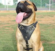 Xxl dog harness hot sale mastiff