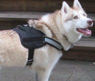 Siberian 2024 husky harness