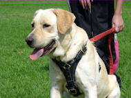 Dog harness 2024 for labrador retriever