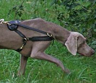 WEIMARANER The Best Equipment For Dogs 2020 BUY NOW