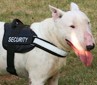 https://www.dog-harness-store.com/images/bull-terrier-patrol-naylon-dog-harness-uk-bt-H6P.jpg