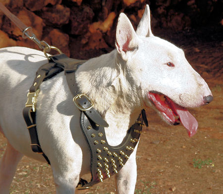 dog spiked harness