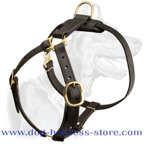 Premium Leather Dog Harness with Brass Fittings for English Bulldog breed