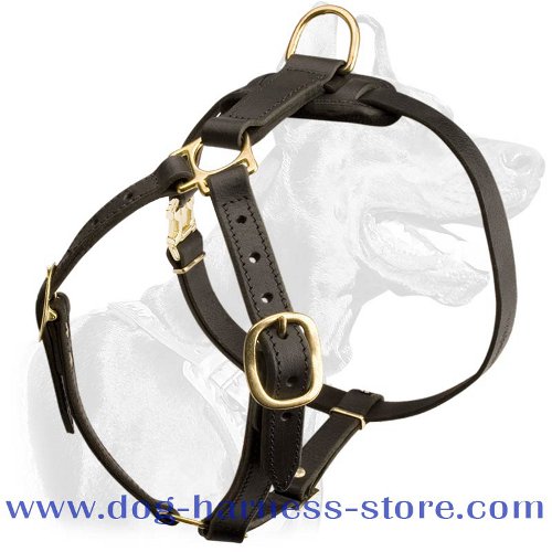 Shar pei outlet harness