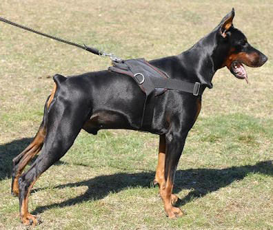 Best dog training clearance collar for doberman