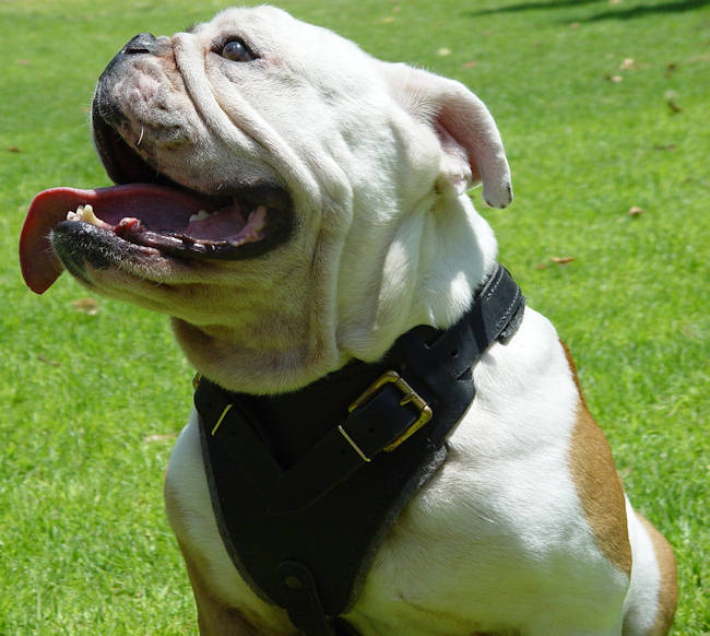 Great Bulldog Harnesses  Check it out now 