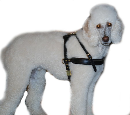 best harness for standard poodle puppy