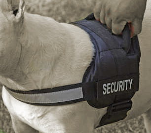 english bulldog service dog vest