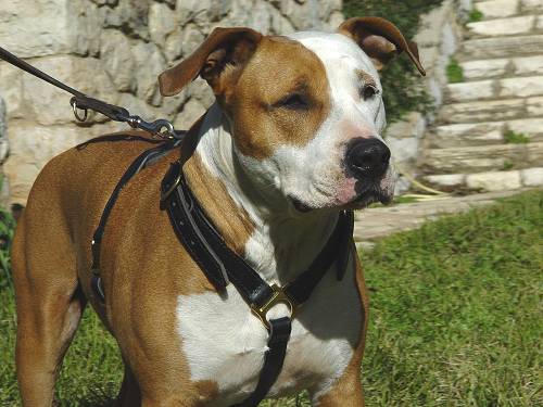 Luxury Handcrafted Dog Harness for Amstaff Harnesses for All Breeds Dog harness Leather dog harnesses nylon dog harness spiked dog harnesses padded dog harness custom dog harnesses Best dog harness 20...