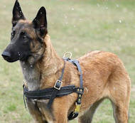 https://www.dog-harness-store.com/images/malinois-dog-harness-tracking-pulling-leather-H5.jpg