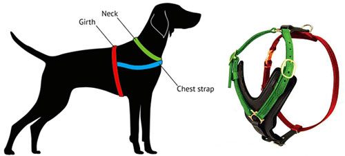 best dog harness for border collie