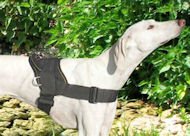 saluki dog harness