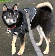 Best harness for shiba hotsell