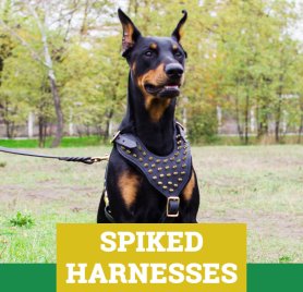 The Best Harnesses for All Breeds 2024 | [Buy Now]